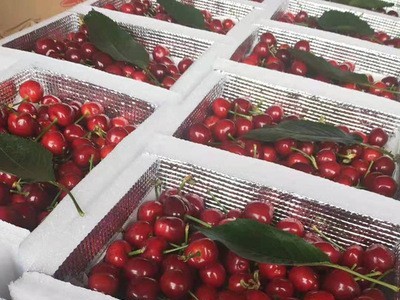 【顺丰】静和新鲜孕妇水果批发露天美早车厘子山东烟台大樱桃5斤图2