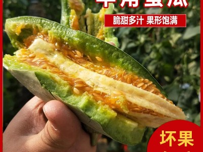 静和农业山东羊角蜜甜瓜新鲜水果批发当季摘脆甜多汁蜜瓜香瓜5斤图5