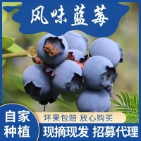静和生态农业新鲜当季孕妇水果批发代发蓝莓500克/4盒中大果儿