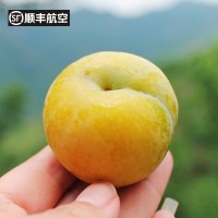 蜂糖李 顺丰空运包邮贵州六马蜂糖李孕妇水果新鲜脱骨非四川李子