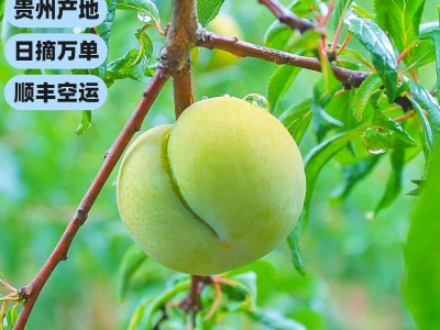 蜂糖李 顺丰空运包邮贵州六马蜂糖李孕妇水果新鲜脱骨非四川李子图3