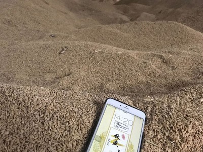 厂家供应 新稻 当季 出米率高 合作社种植 大量批发 寻找合作商图2