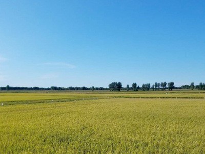 大米 鲜米 胚芽米 粳米 家庭用米东北大米图3