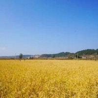 大米 鲜米 胚芽米 粳米 家庭用米东北大米