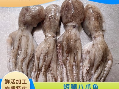 厂家现货鲜活速冻小八爪鱼火锅自助食材短腿章鱼冷冻海鲜水产图4