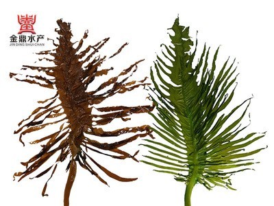【工厂供应】 脱水裙带菜0.5-5cm螺旋藻干货裙带菜散装裙带菜批发图2