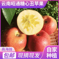 云南昭通糖心丑苹果 中果7千克装应季苹果 现摘一件代发脆甜水果