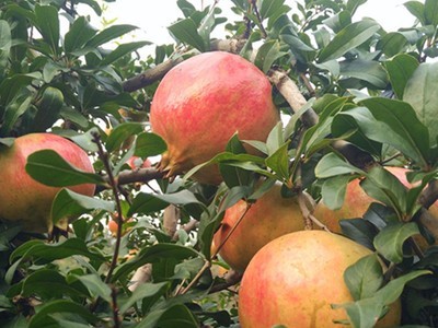 果树果苗批发荥阳河阴软籽石榴树树苗突尼斯软籽石榴树苗2号2年苗图3