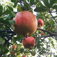 果树果苗批发荥阳河阴软籽石榴树树苗突尼斯软籽石榴树苗2号2年苗