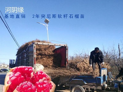 果树果苗批发荥阳河阴软籽石榴树树苗突尼斯软籽石榴树苗2号2年苗图4