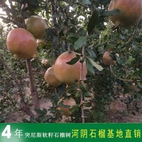 庭院果树苗批发突尼斯软籽石榴树树苗4年果树南北方地栽盆栽 植物