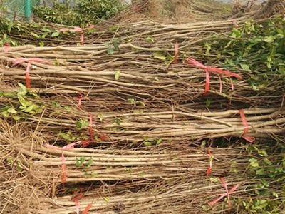 庭院果树苗批发突尼斯软籽石榴树树苗4年果树南北方地栽盆栽 植物图5