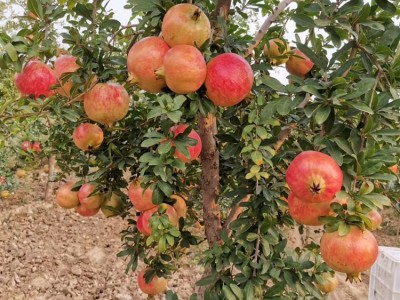 庭院果树苗批发突尼斯软籽石榴树树苗4年果树南北方地栽盆栽 植物图4