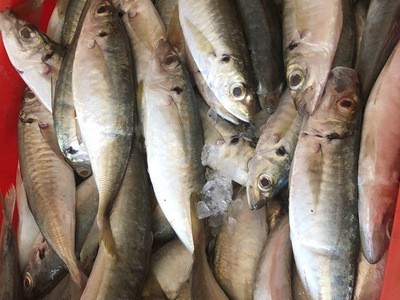 渔虾蟹 海鱼 巴浪鱼 海鲜鱼 海捕稳定供应罐头原料冰鲜货源图3