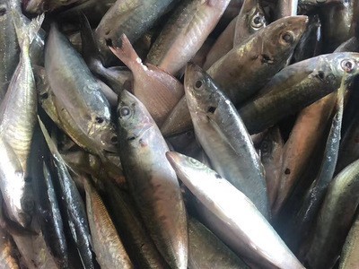 渔虾蟹 海鱼 巴浪鱼 海鲜鱼 海捕稳定供应罐头原料冰鲜货源图2