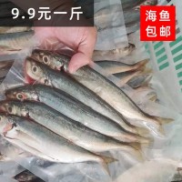 渔虾蟹 海鱼 巴浪鱼 海鲜鱼 海捕稳定供应罐头原料冰鲜货源
