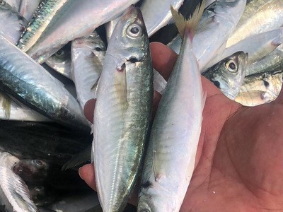 渔虾蟹 海鱼 巴浪鱼 海鲜鱼 海捕稳定供应罐头原料冰鲜货源图4