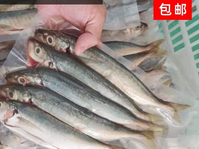 渔虾蟹 海鱼 巴浪鱼 海鲜鱼 海捕稳定供应罐头原料冰鲜货源图5