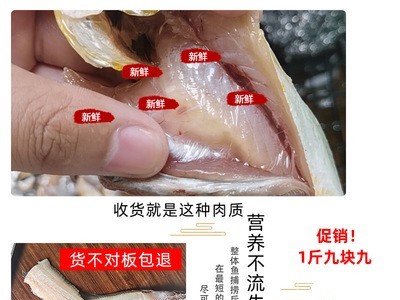 南海小黄鱼 黄花鱼 速冻活鱼香煎油炸黄鱼九块九一斤渔民加工出售图2