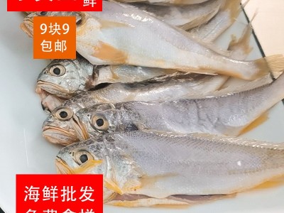 南海小黄鱼 黄花鱼 速冻活鱼香煎油炸黄鱼九块九一斤渔民加工出售图5