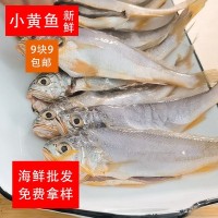 南海小黄鱼 黄花鱼 速冻活鱼香煎油炸黄鱼九块九一斤渔民加工出售