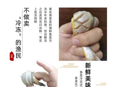 南海小黄鱼 黄花鱼 速冻活鱼香煎油炸黄鱼九块九一斤渔民加工出售图4