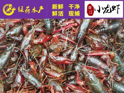 湖北潜江洪湖清水养殖鲜活小龙虾新鲜中青中红水产批发两虾456钱图5
