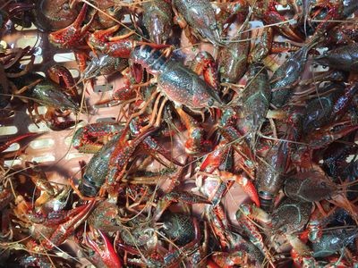 湖北潜江洪湖清水养殖鲜活小龙虾新鲜中青中红水产批发两虾456钱图2