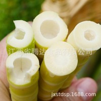 新鲜小竹笋鲜嫩笋尖罗汉笋清水笋丝片春笋串串火锅笋厂家直供批发