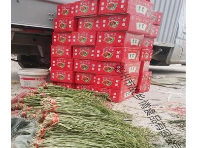 产地直发无叶贡菜 散装云南贡菜干苔菜干 火锅店专用脱水蔬菜图2