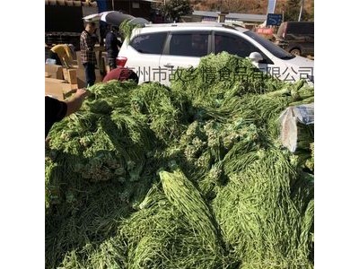 批发义门贡菜干 脱水蔬菜新鲜无叶苔菜响菜干 亳州土特产贡菜苔干图2