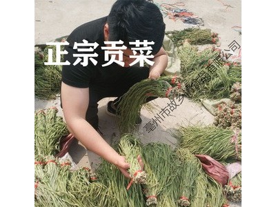 批发义门贡菜干 脱水蔬菜新鲜无叶苔菜响菜干 亳州土特产贡菜苔干图1