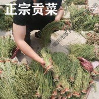 批发义门贡菜干 脱水蔬菜新鲜无叶苔菜响菜干 亳州土特产贡菜苔干