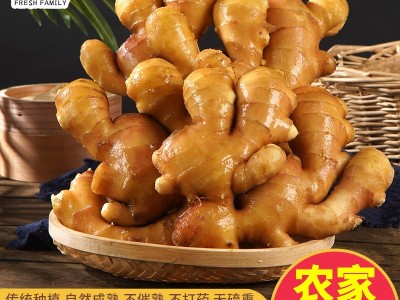 水洗姜不带泥生姜欧盟保鲜出口品质生姜货源厂家生姜水洗姜 5斤装图5