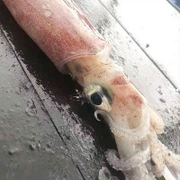 海鲜批发大鱿鱼新鲜冷冻鲜嫩生鲜日料刺身尤鱼速冻量大从优