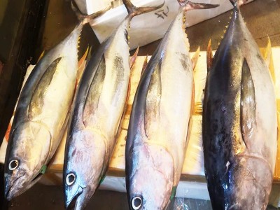 海鲜批发金枪鱼刺身日料整条海鱼生鲜蓝旗鲜活新鲜黄鳍大目金枪图5