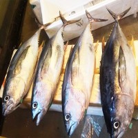 海鲜批发金枪鱼刺身日料整条海鱼生鲜蓝旗鲜活新鲜黄鳍大目金枪