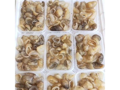 球参白玉参水发海参图3