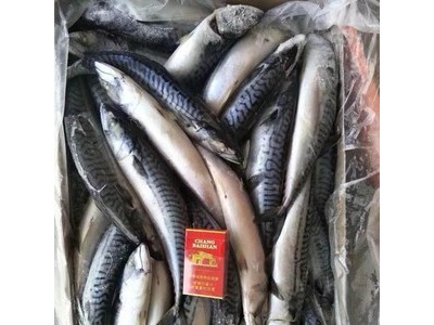 <开口乐>青花鱼鲐鱼冷冻青鱼 青花鱼片 烧烤海鲜日式料理1件40斤图1