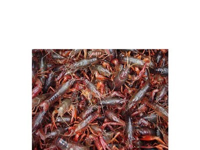 6-8钱大青小龙虾 清水大虾 潜江小龙虾热销 湖北小龙虾图4