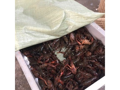 6-8钱大青小龙虾 清水大虾 潜江小龙虾热销 湖北小龙虾图2