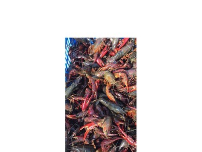 清水小龙虾 小龙虾养殖 湖北小龙虾 鲜活供应图5