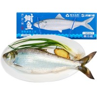 湖鲜鲥鱼1.2-1.5斤/条 液氮冷冻工艺 量大从优