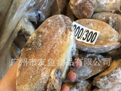 黄金鲍 鲍螺 黄金澳鲍 三去黄金鲍螺 木瓜鲍酒店特色食材 20KG/箱图3