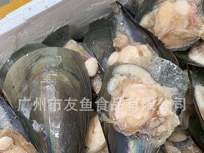 带壳半壳带子 半壳江瑶贝 冷冻海鲜海产品海鲜自助15斤/箱/110只图2
