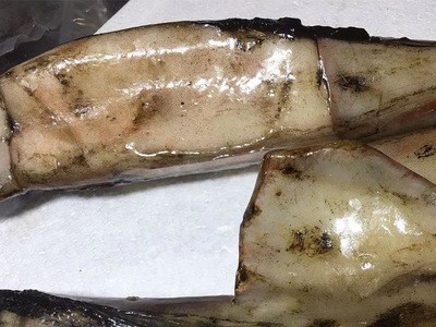 整鱼水产品鲜冻深海鱿鱼 冷冻低温简装美味鱿鱼 商用料理舟山鱿鱼图3