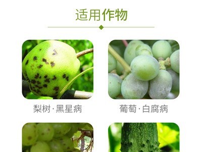 建农氟硅唑40%乳油水果月季黑星病黑斑病白腐病农药杀菌剂图2