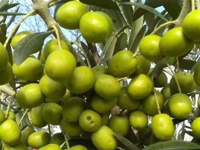 口感好油体饱满大包装大铁桶装精炼橄榄果渣油食用级图3