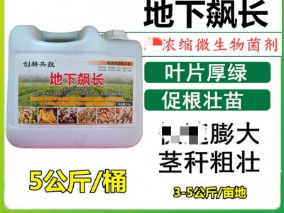 创耕地下飙长枯草地衣芽孢杆菌肥大中微量元素大姜土豆莲藕膨大素图3