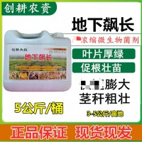 创耕地下飙长枯草地衣芽孢杆菌肥大中微量元素大姜土豆莲藕膨大素